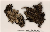 藏品(皺紋裸緣梅衣)的圖片